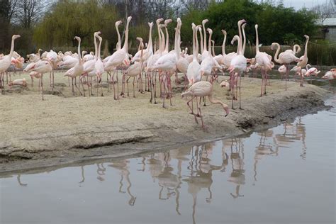 The Rhythm of the Wild: Unraveling the Magic of Flamingo Motion